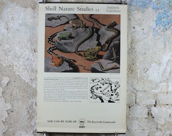 Vintage Shell Reptiles and Amphibians Poster, zoological snakes frogs and lizards, educational wall art by Tristram Hillier 1950s