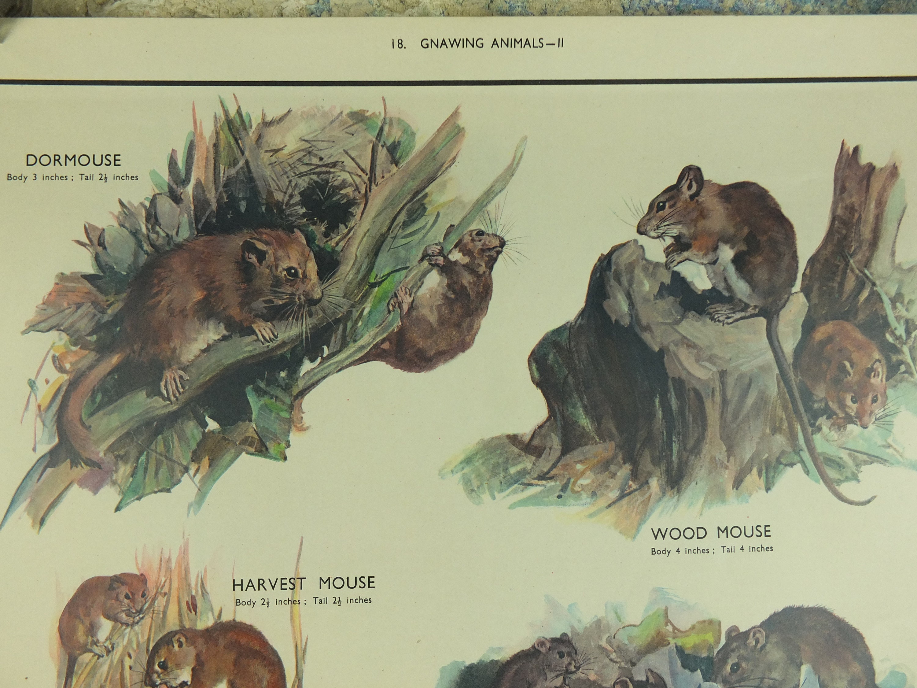 Original Vintage Macmillan Animals Nature Educational Poster - Etsy New Zealand Original Vintage Macmillan Animals Nature Educational Poster - Etsy New Zealand