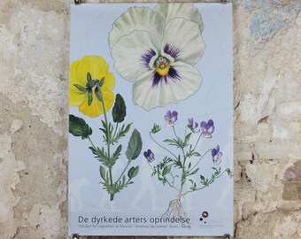 2009 Pansies Poster, Violas, The Origin of Cultivated Species. 150th anniversary of Darwin, Garden botanical Pansy blooms, wall art decor
