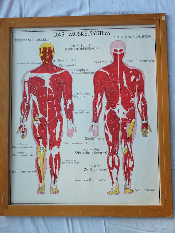 Physiotherapy Anatomy Charts