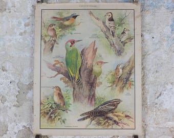 Macmillan Birds Poster, Green Woodpecker Redstart Nightingale Nightjar, Nature Educational print, wall art decor ornithology 1950s