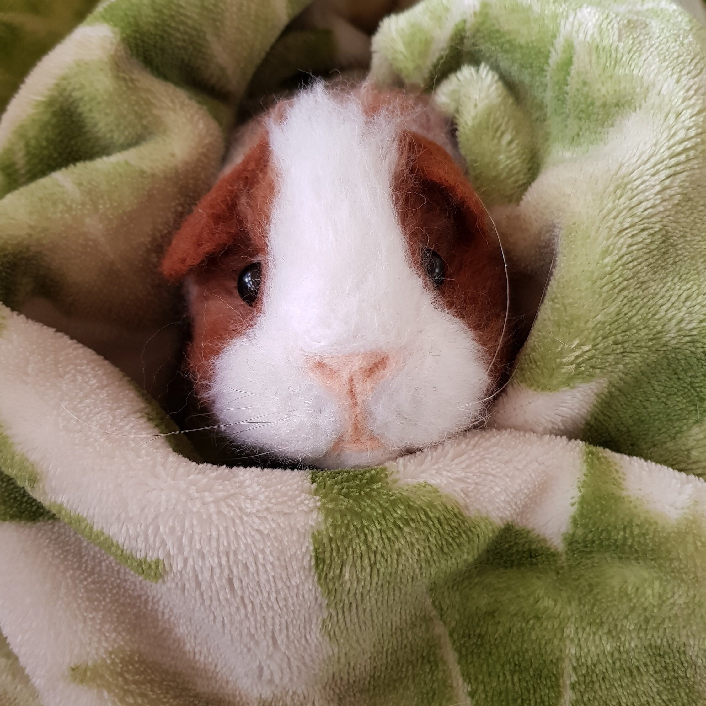 cute guinea pig stuff