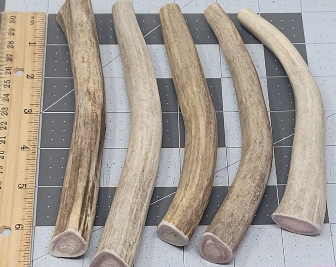 5 Medium SOFTER Whole REAL Mule Deer Antler Dog Chew Organic Treat Bone