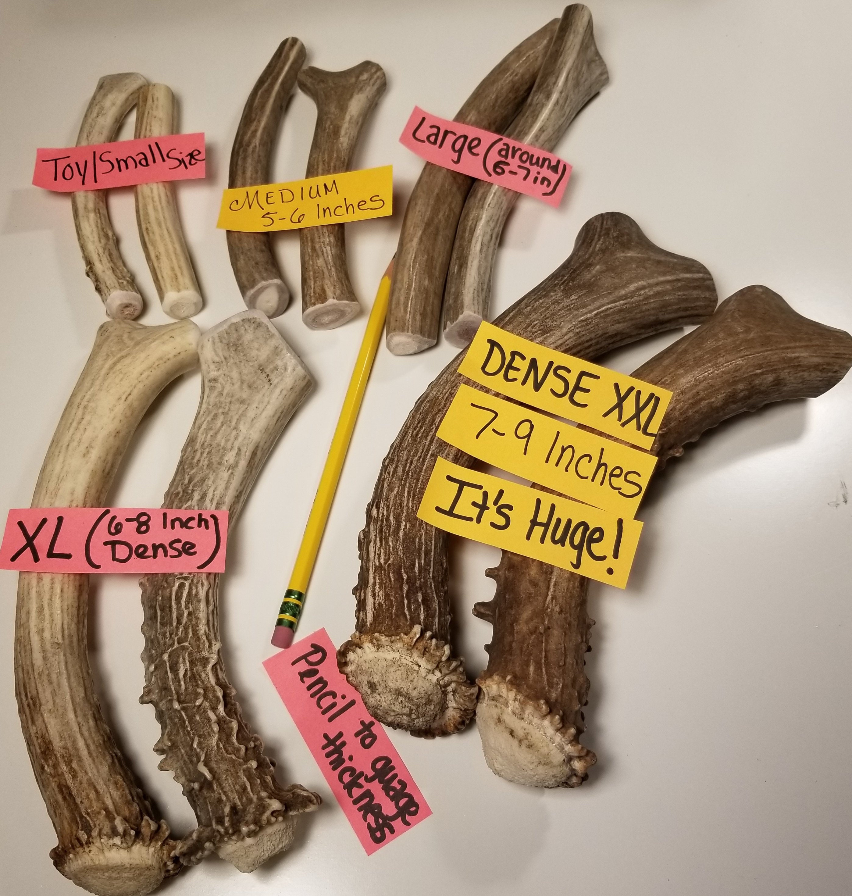 Elk Antlers for sale 92 ads for used Elk Antlers