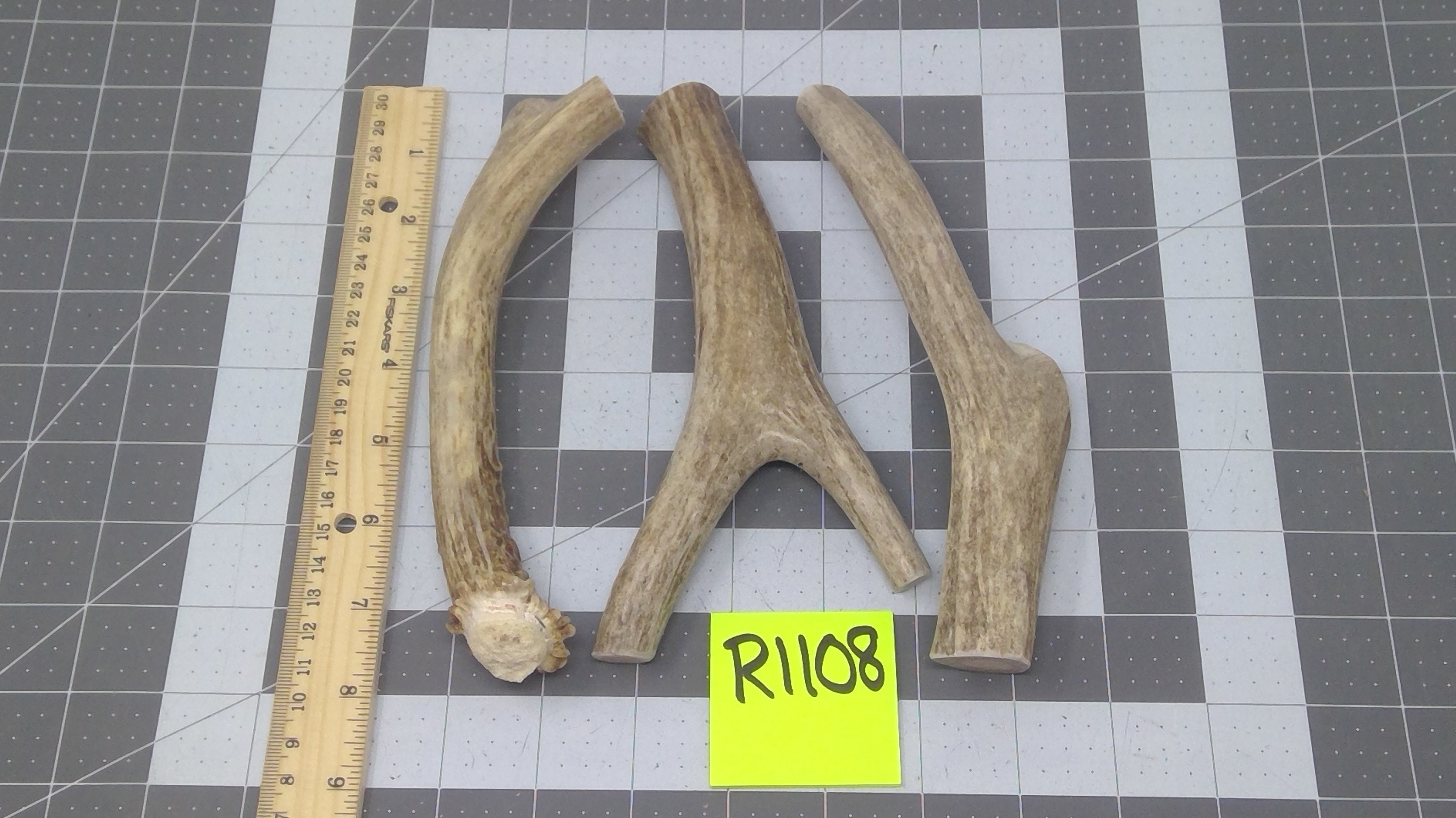 Elk Shed Antlers for sale Only 3 left at 65