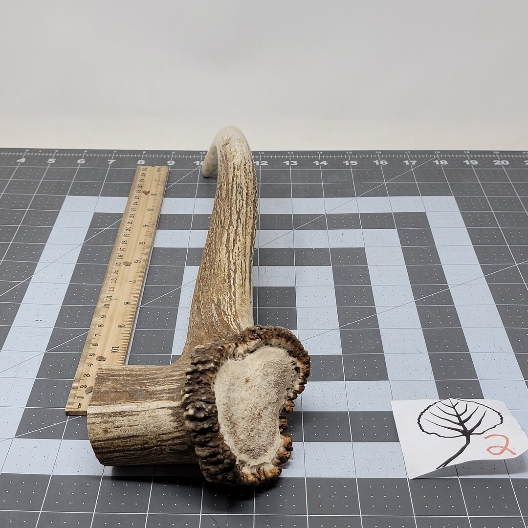 Real Elk Antler With Brow Tine Natural Shed Large Elk Deer Etsy