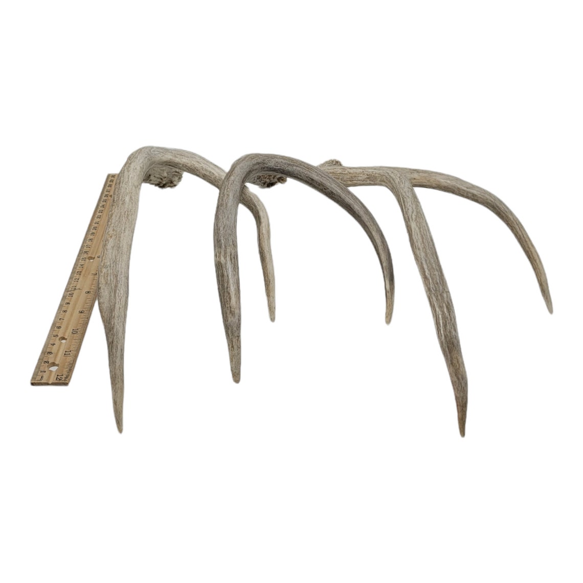 3 Large 2 Point Shed Real Mule Deer Rattling Antlers Craft Etsy