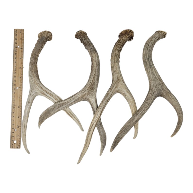 4 Large 2 Point Shed Real Mule Deer Rattling Antlers Craft Etsy