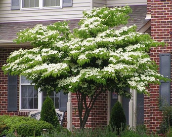 White Kousa Dogwood Tree - Live Tree Plant Breaking Dormancy