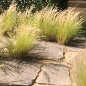 Stipa tenuissima &#39;Pony Tails&#39; Mexican Feather Grass - Live Perennial Grass Plant