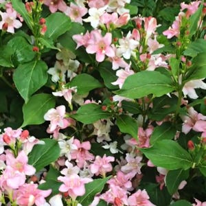 Weigela florida &#39;Pink Poppet&#39; Flowering Shrub - Live Plant