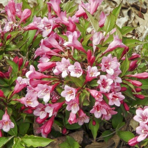 Weigela Minuet Pink Flowering Perennial Shrub