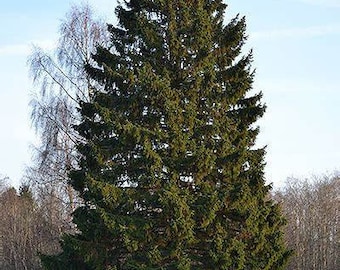 Picea abies Norway Spruce Evergreen Starter Tree - Live Plant 1 Gallon Bare Root
