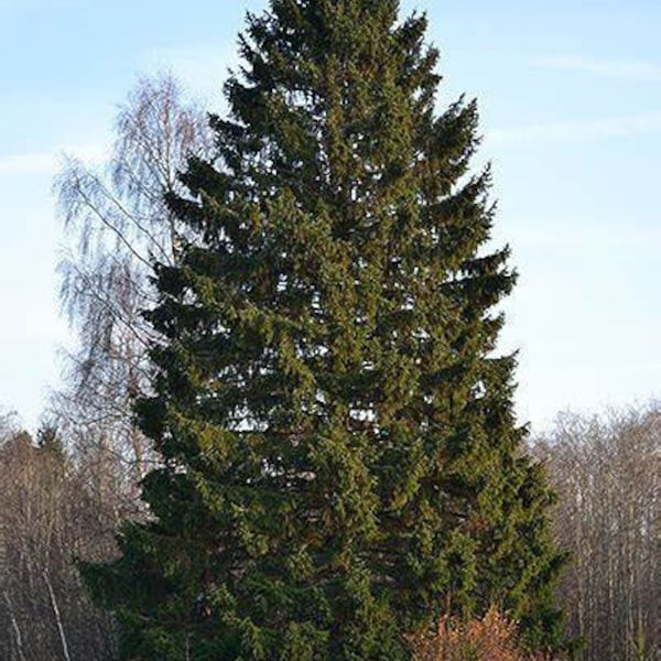 Picea abies Norway Spruce Evergreen Starter Tree - Live Plant 1 Gallon Bare Root