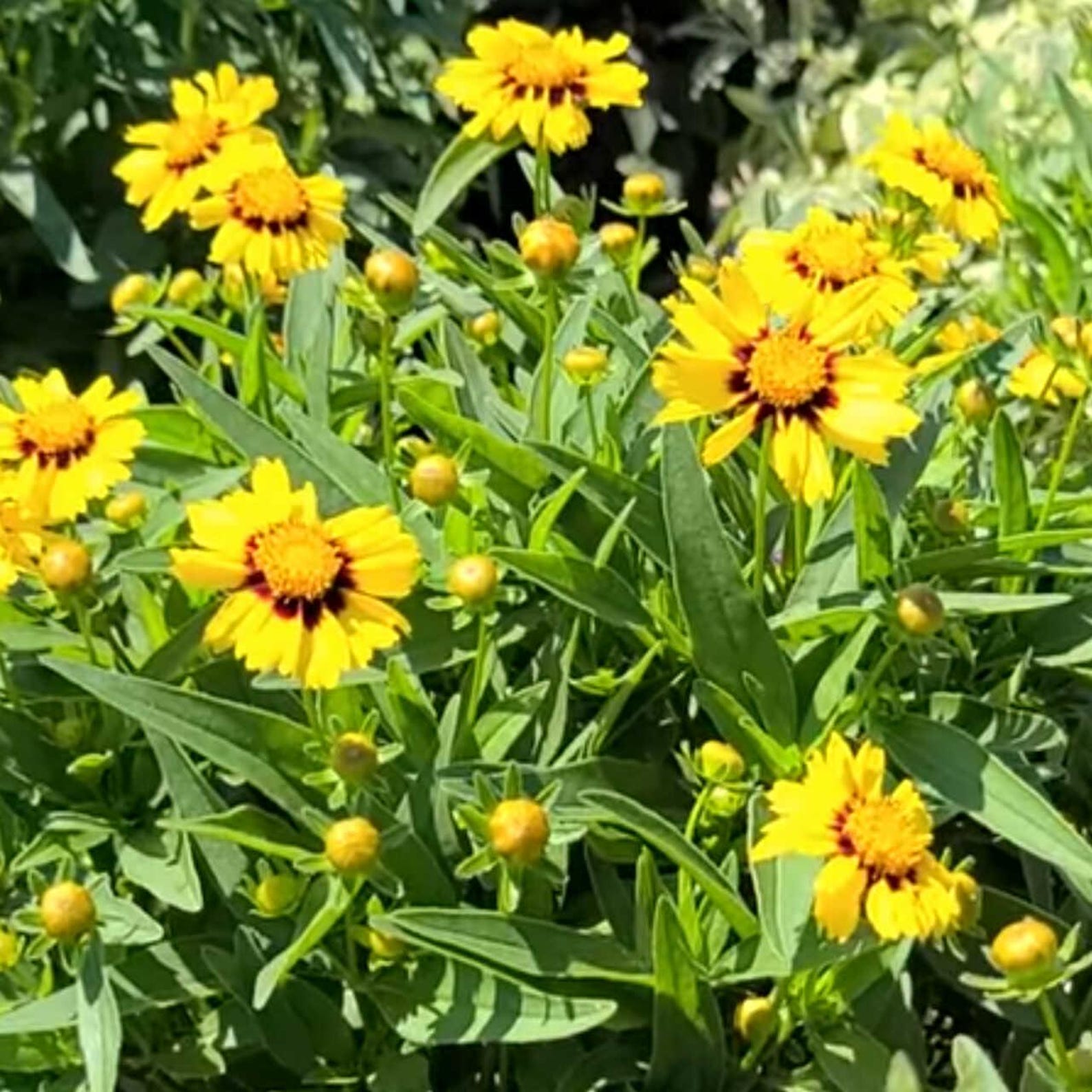 Coreopsis Lanceolata 'sterntaler' Tickseed - Live Flowering Perennial