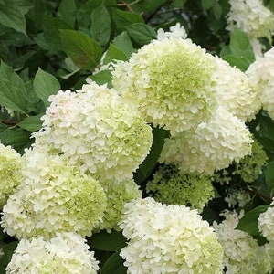 Puede incluir: Primer plano de un grupo de flores de hortensia blancas y verde claro. Las flores están en plena floración, con una forma densa y redondeada. Los pétalos son pequeños y están muy juntos, creando una apariencia texturizada. El fondo presenta hojas verdes.