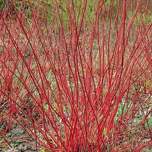 Cornus alba &#39;Sibirica&#39; Red Twig Dogwood - Live Plant