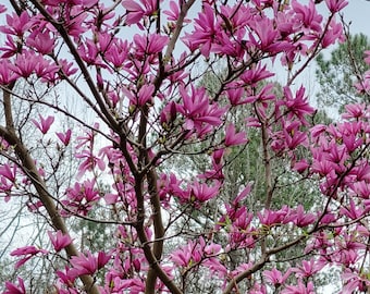Ann Magnolia Tree - Live Plant Bare Root