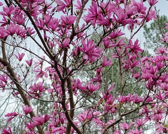 Ann Magnolia Starter Tree - Live Plant Breaking Dormancy Bareroot