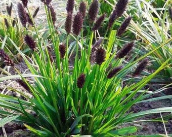 Sesleria Heufleriana Ornamental Perennial Grass - Live Plant