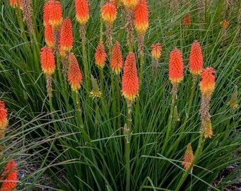 Kniphofia Red Hot Poker Live Perennial Grass Plant - Stunning Orange-Yellow Blooms