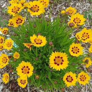 Coreopsis Grandiflora &#39;Sunfire&#39; Tickseed Small Yellow Flowering Perennial Plant - 1 Quart