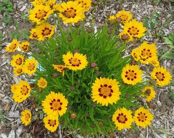 Coreopsis Grandiflora &#39;Sunfire&#39; Tickseed Small Yellow Flowering Perennial Plant - 1 Quart