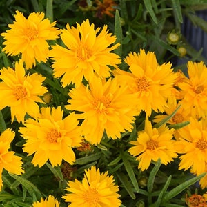 Coreopsis grandiflora &#39;Double The Sun&#39; Tickseed - Live Perennial Starter Plant