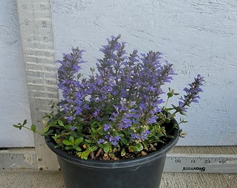 Ajuga reptans 'Chocolate Chip' Bugleweed Perennial Live Plant