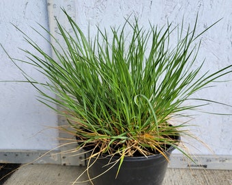 Melica Ciliata 'Melic Grass' Perennial Ornamental Grass - 1 gallon