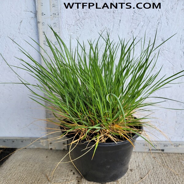 Melica Ciliata 'Melic Grass' Perennial Ornamental Grass - 1 gallon