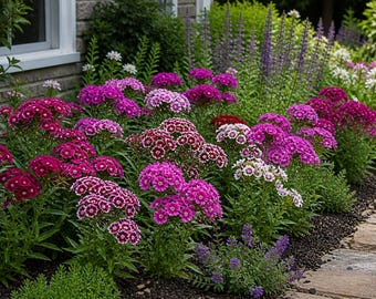 Dianthus Barbatus 'Sweet William' Multicolored Flowers - Live Starter Plant
