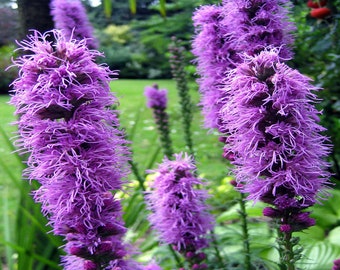 Liatris Spicata Blazing Star Gayfeather Pink Purple Flowering Native Perennial - Live Plant