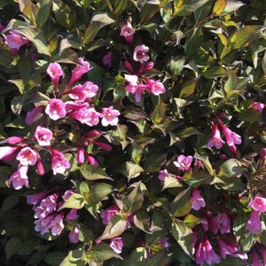 Weigela florida &#39;Java Red&#39; Pink Flowering Shrub - Live Plant