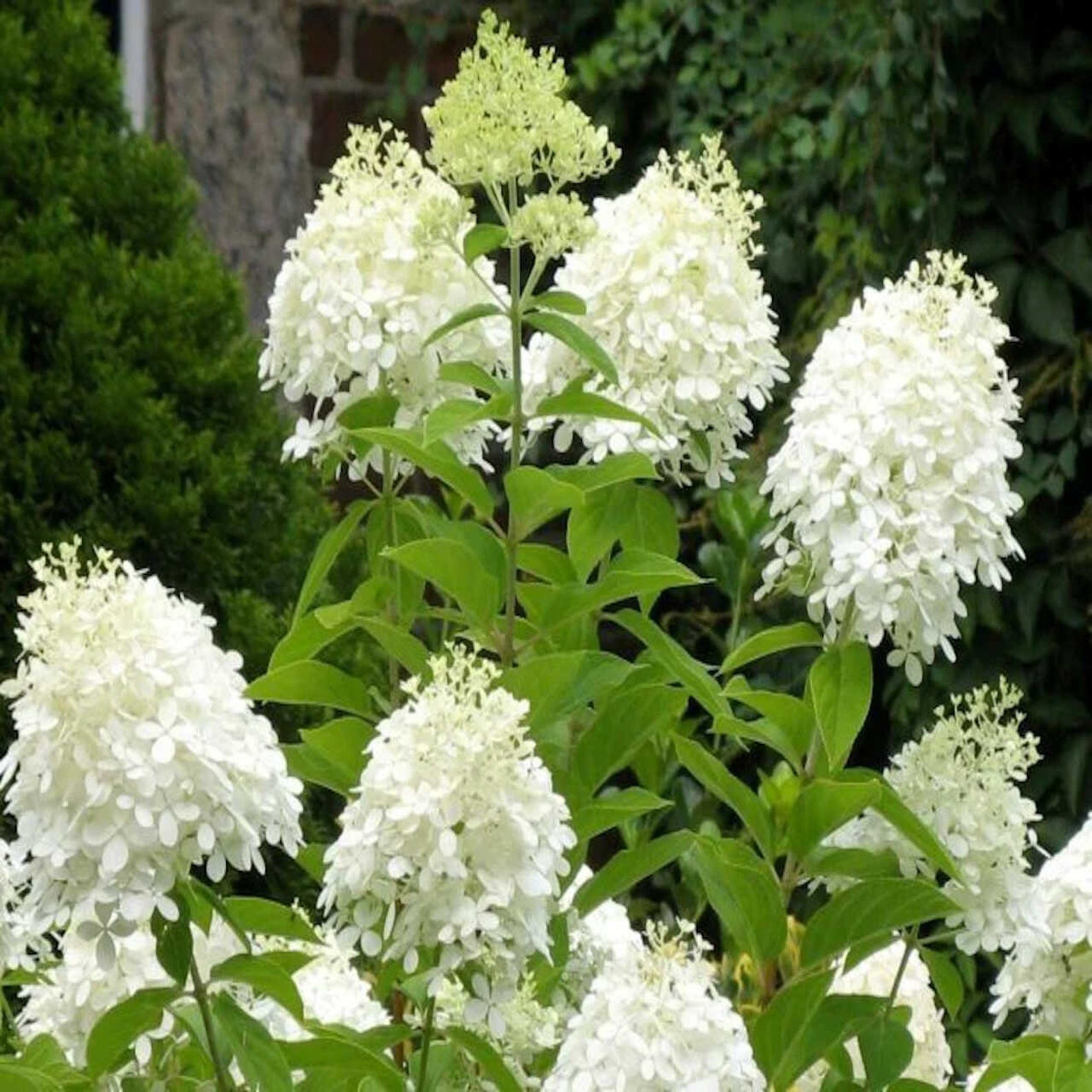 Pee Gee Hydrangea Paniculata Live Plant Perennial Shrub Tree dormant - Etsy