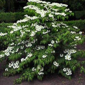 Viburnum plicatum tomentosum &#39;Mariesii&#39; White Flowering Shrub - Live Plant