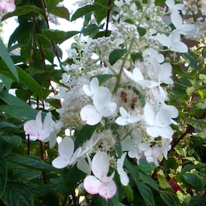 May include: A close-up of a white hydrangea bush with delicate white flowers in bloom. The flowers are clustered together in a large, rounded shape, and the leaves are a deep green. There are two bees visible on the flowers.