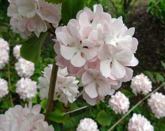 Viburnum plicatum &#39;Kern&#39;s Pink&#39; Snowball Flowering Perennial Shrub - Live Plant