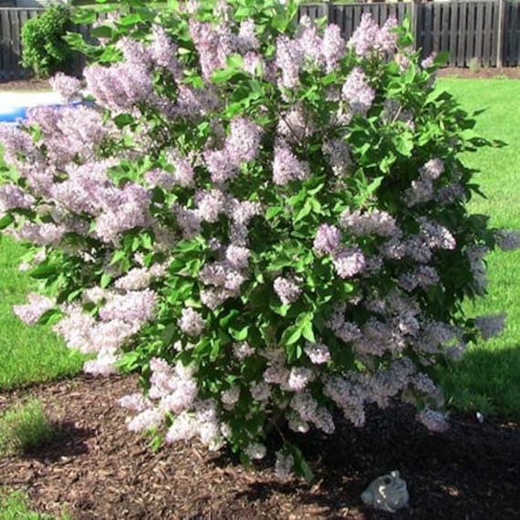 Miss Kim Lilac Dwarf Plant-shrub BEAUTIFUL FRAGRANT - Etsy