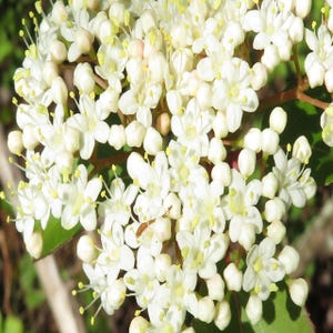 Viburnum prunifolium &#39;Blackhaw&#39; - Live Native Plant