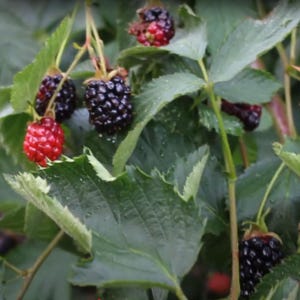 Rubus ulmifolius Thornless Blackberry Live Shrub