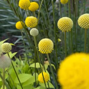 May include: Close-up of yellow globe-shaped flowers with textured surfaces, set against a backdrop of green leaves and slender green stems. The flowers are in various stages of bloom, with some still green. The image captures a natural, outdoor scene.