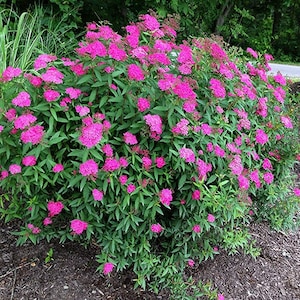 May include: A dense, rounded shrub featuring numerous clusters of vibrant, hot pink flowers. The plant has pointed, dark green leaves arranged along thin, woody stems, creating a full, bushy appearance with a high concentration of blossoms.
