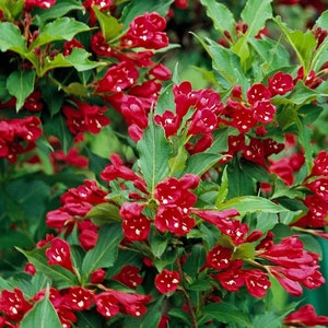 Red Prince Weigela Cherry Red Flowering Shrub - Live Plant