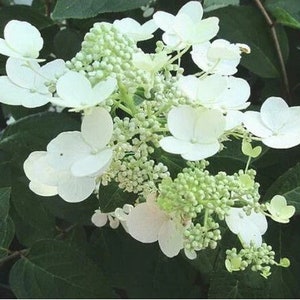 Hydrangea Paniculata Chantilly Lace Flowering Shrub Live Plant