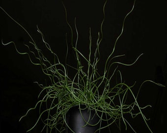 Juncus Spiralis Corkscrew Rush Perennial Grass - Live Starter Plant