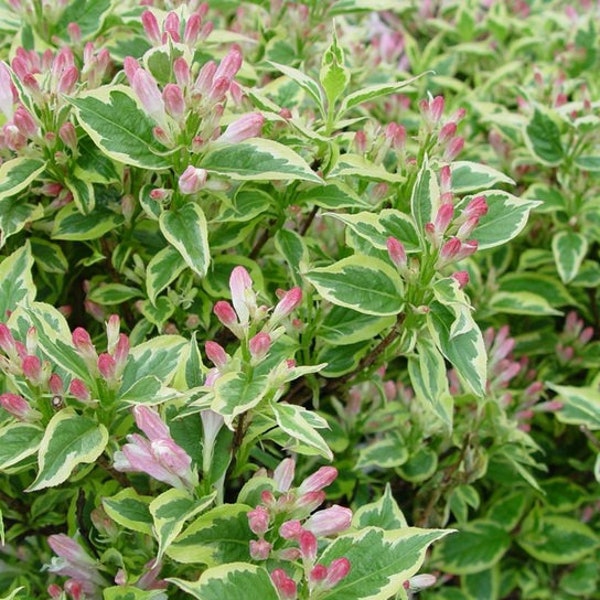 Amazing Variegated Weigela Florida Live Perennial Plant Shrub - Breaking Dormancy Bareroot