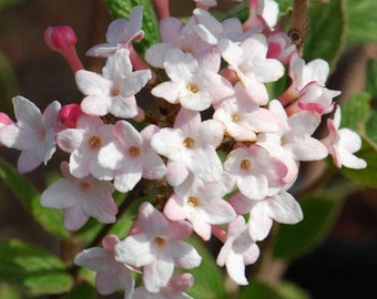 Viburnum × juddii 'Judd Viburnum' Shrub - Live Plant