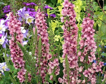 Verbascum Southern Charm Perennial Flowering Live Plant