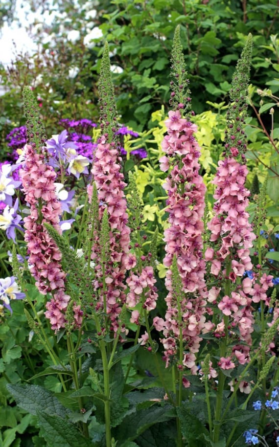 Verbascum Southern Charm Perennial Flowering Live Plant